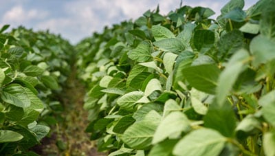 primer plano del campo de soja