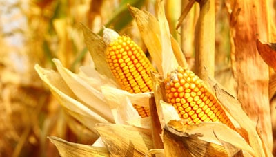 Espigas de maíz