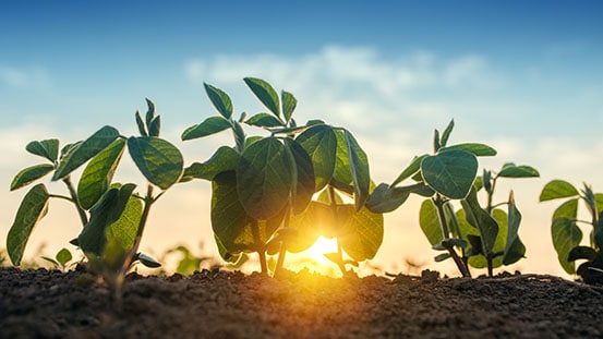 Primer plano de los cultivos que comienzan a crecer en el campo con el sol de fondo.