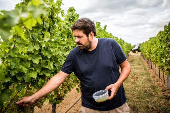 El Secreto De Un Buen Vino  