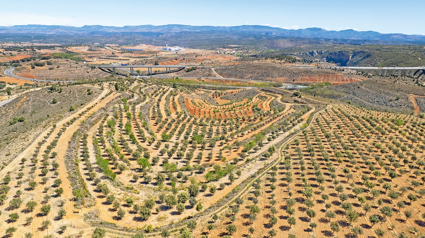 EL “ORO NEGRO” QUE ATRAE CADA VEZ A MÁS AGRICULTORES