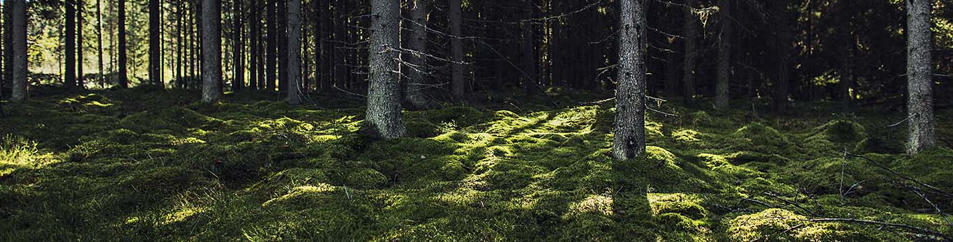 El sol brilla en el bosque a través de los árboles