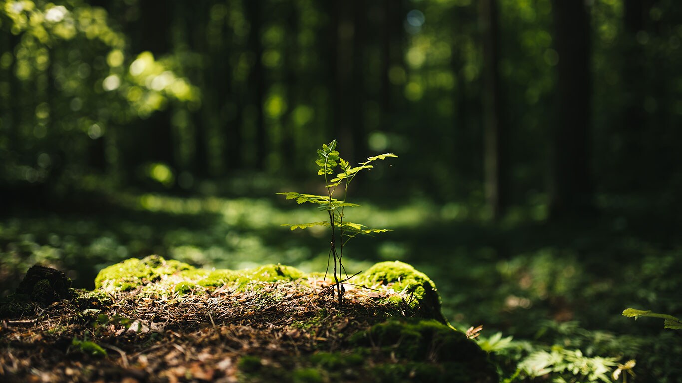 Bosque verde