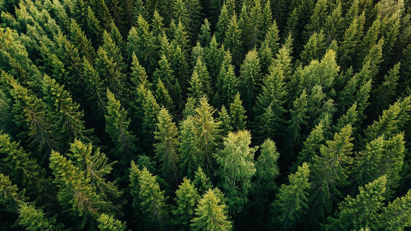 Bosque verde