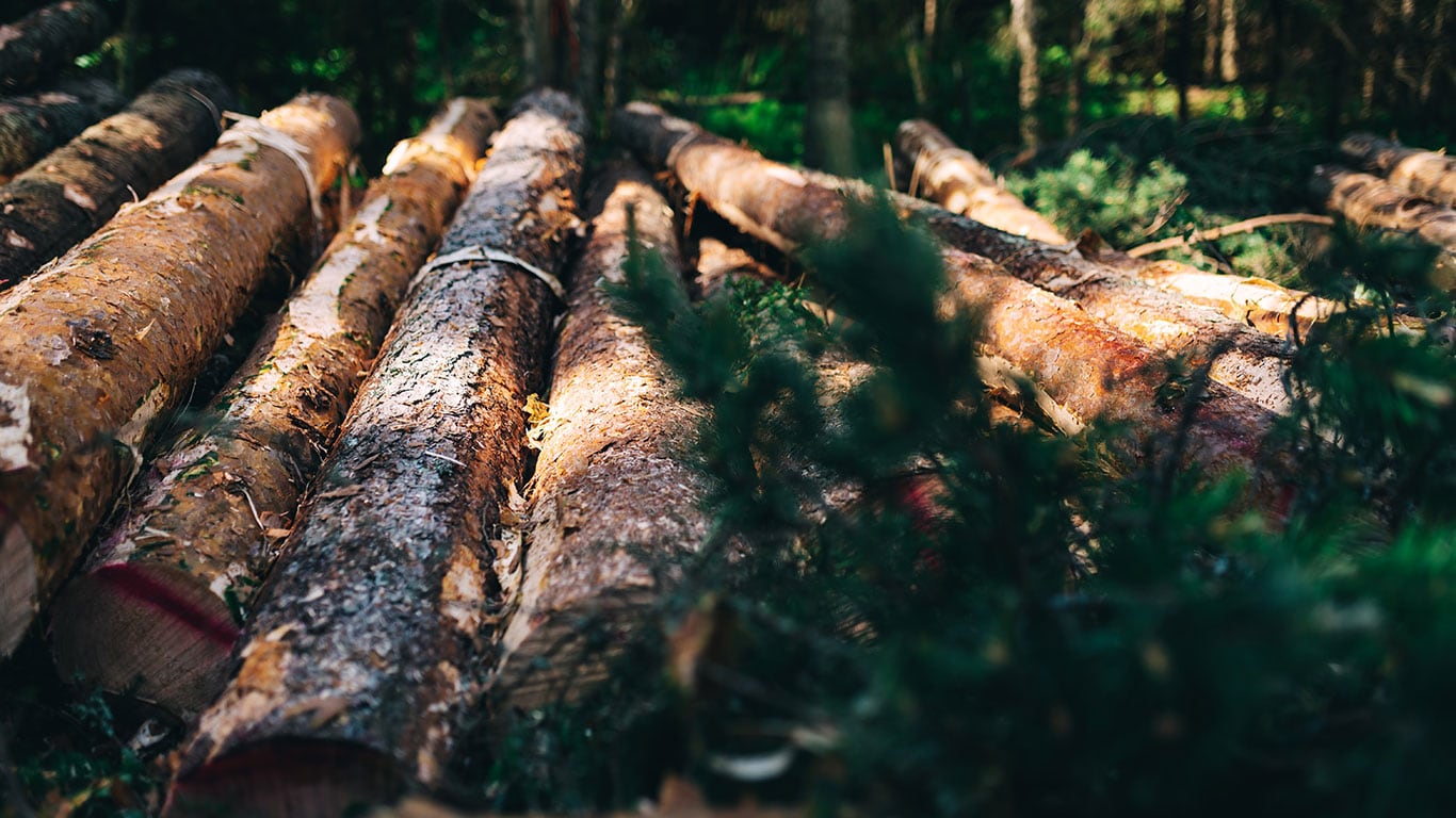 Troncos en el bosque