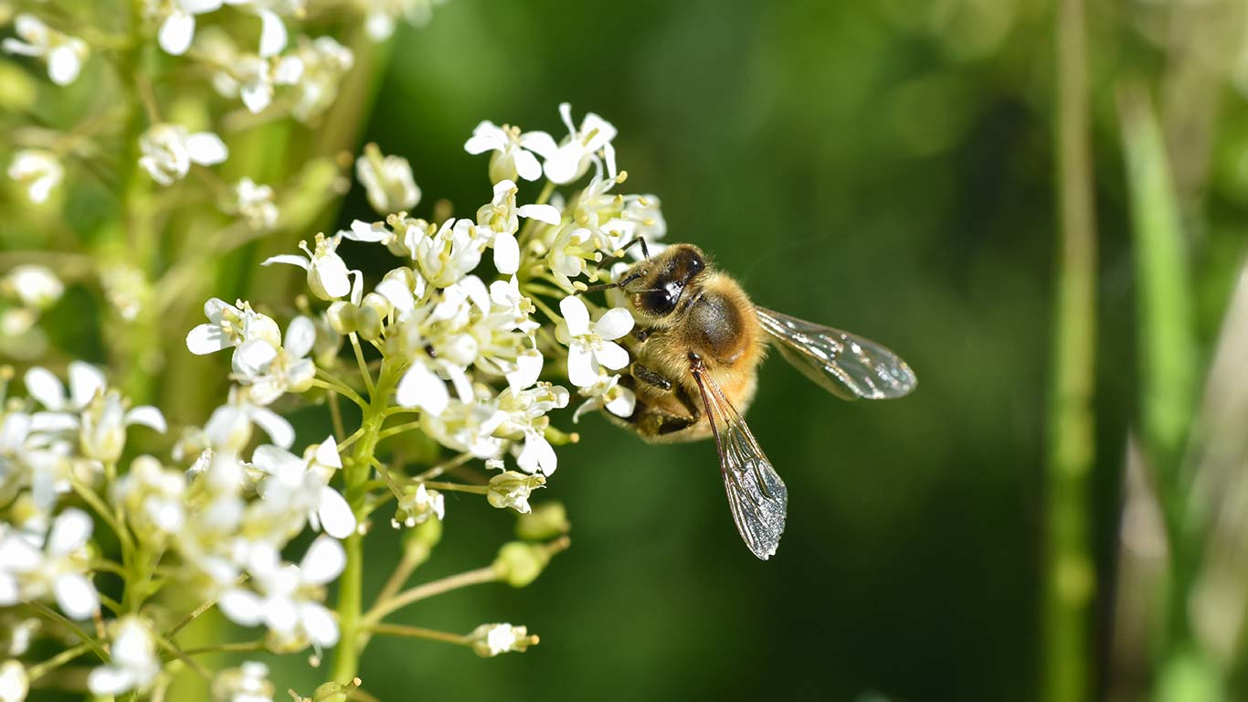 Lo que puede hacer para ayudar a las abejas