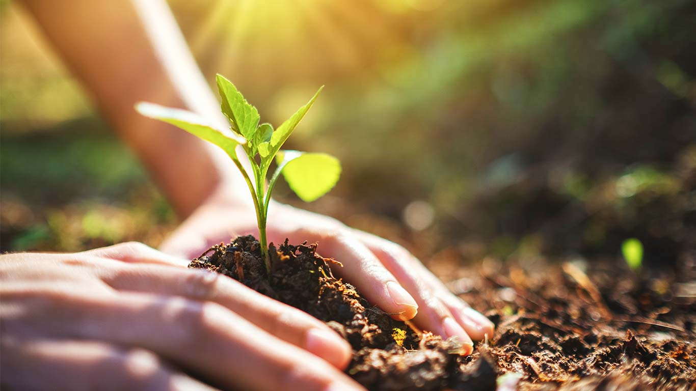 Un árbol para toda la vida: cómo encontrarlo y plantarlo